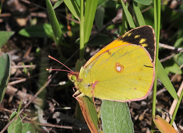 Lepidoptera del Chianti